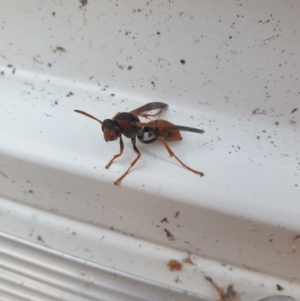 Unidentified Potter wasp (Vespidae, Eumeninae) at Reid, ACT by brittbrockers