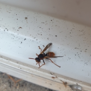 Polistes (Polistella) humilis at Reid, ACT - 26 Mar 2024 05:22 PM