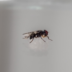 Pogonortalis doclea at QPRC LGA - suppressed