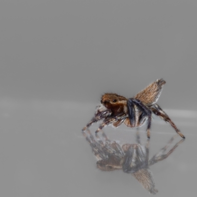 Unidentified Jumping or peacock spider (Salticidae) at Jerrabomberra, NSW - 28 Mar 2024 by MarkT