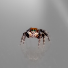 Maratus griseus at QPRC LGA - 28 Mar 2024