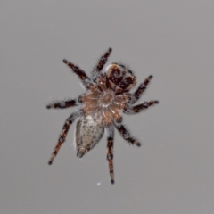 Maratus griseus at QPRC LGA - 28 Mar 2024