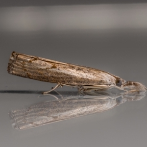 Culladia cuneiferellus at QPRC LGA - suppressed