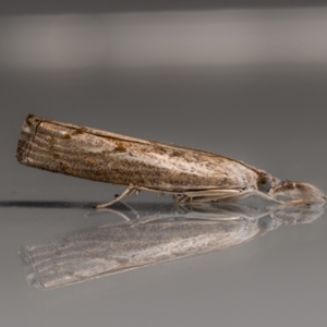 Culladia cuneiferellus (Crambinae moth) at QPRC LGA by MarkT