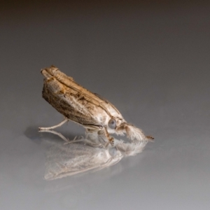 Culladia cuneiferellus at QPRC LGA - suppressed
