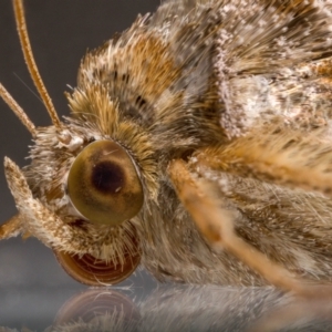 Chrysodeixis eriosoma at QPRC LGA - suppressed