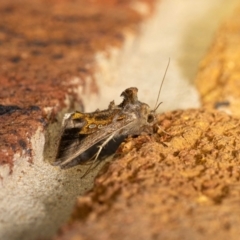 Chrysodeixis eriosoma at QPRC LGA - 28 Mar 2024