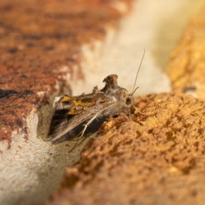 Chrysodeixis eriosoma at QPRC LGA - 28 Mar 2024