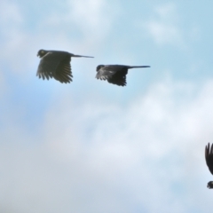 Zanda funerea (Yellow-tailed Black-Cockatoo) at Tahmoor, NSW - 27 Mar 2024 by Freebird