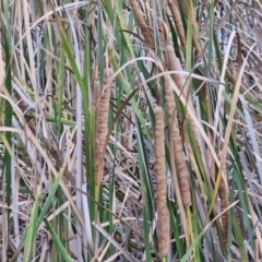 Typha domingensis (Bullrush) at Crace Grasslands - 28 Mar 2024 by trevorpreston