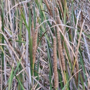 Typha domingensis at Crace Grasslands - 28 Mar 2024 12:03 PM