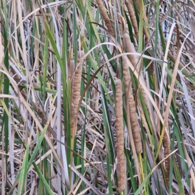 Typha domingensis (Bullrush) at Mitchell, ACT - 28 Mar 2024 by trevorpreston