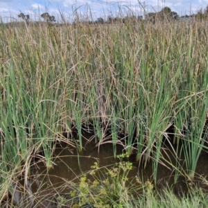 Typha domingensis at Crace Grasslands - 28 Mar 2024