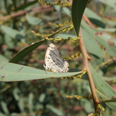 Jalmenus ictinus (Stencilled Hairstreak) at Carwoola, NSW - 28 Mar 2024 by AmyT