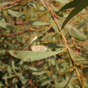 Jalmenus ictinus at QPRC LGA - suppressed