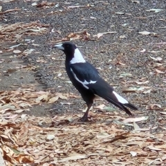Gymnorhina tibicen (Australian Magpie) at Garran, ACT - 28 Mar 2024 by MatthewFrawley