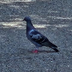 Columba livia (Rock Dove (Feral Pigeon)) at Garran, ACT - 28 Mar 2024 by MatthewFrawley