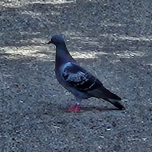 Columba livia (Rock Dove (Feral Pigeon)) at Garran, ACT by MatthewFrawley