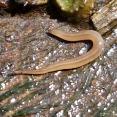 Rhynchodemus sylvaticus at Crace Grasslands - 28 Mar 2024 by trevorpreston