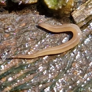 Rhynchodemus sylvaticus at Crace Grasslands - 28 Mar 2024