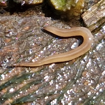 Rhynchodemus sylvaticus at Crace Grasslands - 28 Mar 2024 by trevorpreston