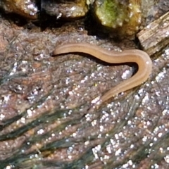 Rhynchodemus sylvaticus at Crace Grasslands - 28 Mar 2024