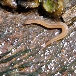 Rhynchodemus sylvaticus at Crace Grasslands - 28 Mar 2024