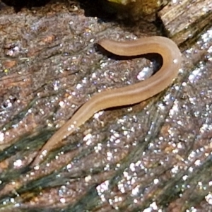 Rhynchodemus sylvaticus at Crace Grasslands - 28 Mar 2024