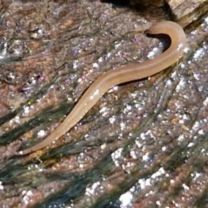 Rhynchodemus sylvaticus at Crace Grasslands - 28 Mar 2024 11:58 AM