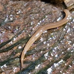 Rhynchodemus sylvaticus at Crace Grasslands - 28 Mar 2024 11:58 AM