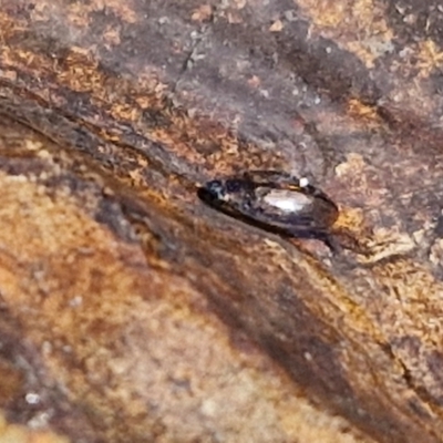 Dytiscidae (family) (Unidentified diving beetle) at Crace Grasslands - 28 Mar 2024 by trevorpreston