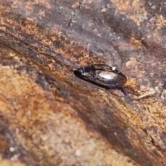 Unidentified Water beetle (several families) at Mitchell, ACT - 28 Mar 2024 by trevorpreston