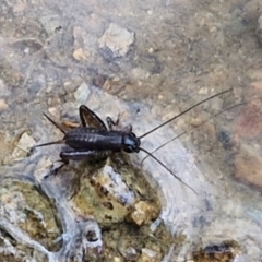 Bobilla sp. (genus) (A Small field cricket) at Mitchell, ACT - 28 Mar 2024 by trevorpreston