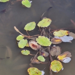 Potamogeton sulcatus at Crace Grasslands - 28 Mar 2024