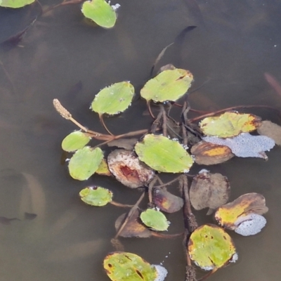 Potamogeton sulcatus (Pondweed) at Mitchell, ACT - 28 Mar 2024 by trevorpreston