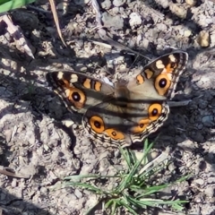 Junonia villida (Meadow Argus) at Mitchell, ACT - 28 Mar 2024 by trevorpreston