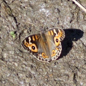 Junonia villida at Crace Grasslands - 28 Mar 2024 11:55 AM