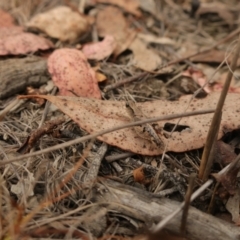 Phaulacridium vittatum (Wingless Grasshopper) at QPRC LGA - 28 Mar 2024 by AmyT