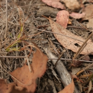 Phaulacridium vittatum at QPRC LGA - 28 Mar 2024