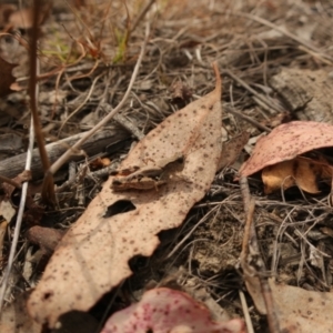 Phaulacridium vittatum at QPRC LGA - 28 Mar 2024