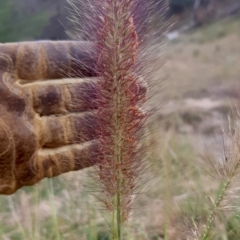 Cenchrus purpurascens (Swamp Foxtail) at Environa, NSW - 27 Mar 2024 by Wandiyali