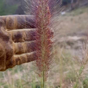 Cenchrus purpurascens at Wandiyali-Environa Conservation Area - suppressed