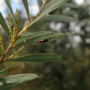 Trilaccus mimeticus (Braconid-mimic plant bug) at suppressed by AmyT