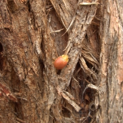 Paropsis sp. (genus) (A leaf beetle) at QPRC LGA - 28 Mar 2024 by AmyT