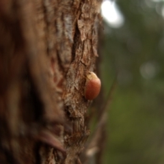 Paropsis sp. (genus) at suppressed - 28 Mar 2024