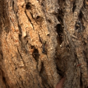 Camponotus suffusus (Golden-tailed sugar ant) at QPRC LGA by AmyT