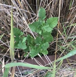 Fraxinus sp. at Jerrabomberra Wetlands - 28 Mar 2024 02:00 PM