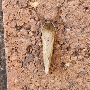 Fraus crocea at Sullivans Creek, Lyneham South - 28 Mar 2024 02:05 PM