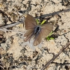 Zizina otis (Common Grass-Blue) at Mawson, ACT - 28 Mar 2024 by Mike