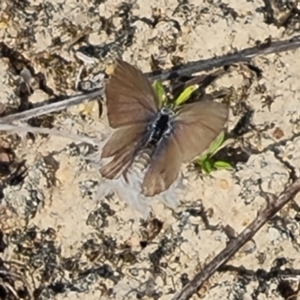 Zizina otis at Mawson Ponds - 28 Mar 2024 11:32 AM